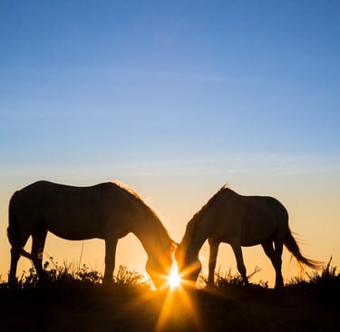Silhouette of two wild horses grazing together at sunset with a bright sun flare between them.