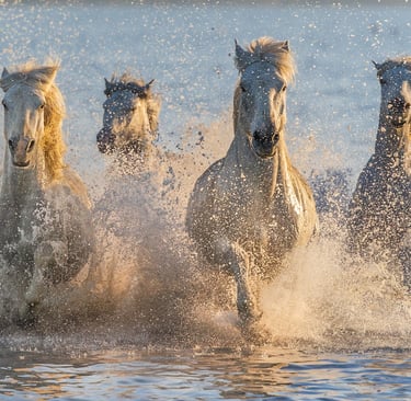 A group of Camargue white horses galloping through water with dramatic golden sunlight and water splashes.