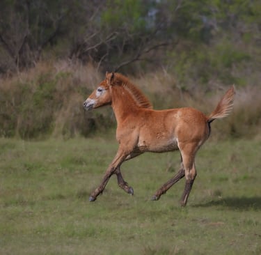 A young chestnut foal gallops through a green grassy meadow with trees in the background.