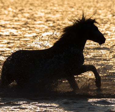 Silhouette of a wild horse galloping through ocean waves at sunset with water splashing.