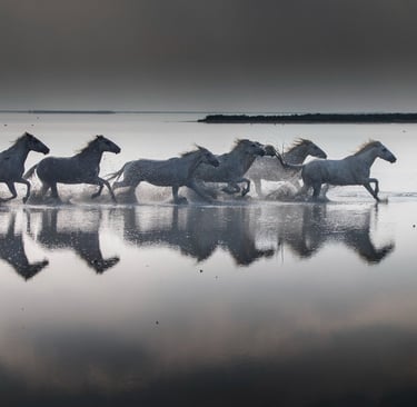 A herd of white Camargue horses galloping through shallow water with dramatic reflections.