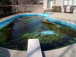 Backyard inground swimming pool filled with dirty green algae water and debris needing cleaning.