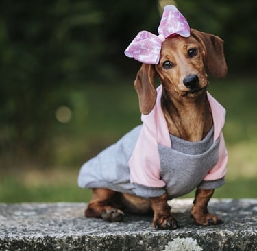 perrito salchicha con vestido                                                                 