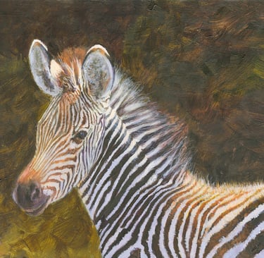 “12×16 zebra foal print on paper or canvas (open edition)”