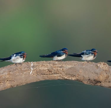 Barn swallow at Kabini boat safari Karnataka