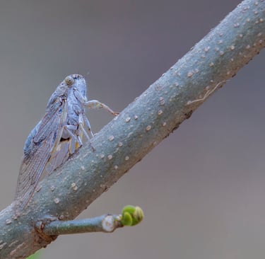 Cicada the buzzing insect can be seen during summer season in India