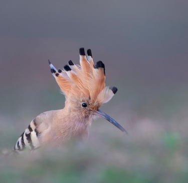 Common Hoppoe - Bird Photography in India