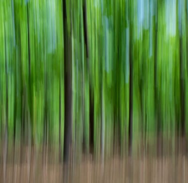 Evergreen Sal forest of Central India Forest