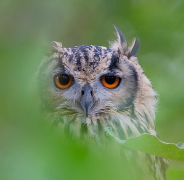 Bird watching in Satpura National Park - Indian rock eagle owl