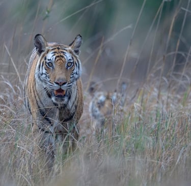 Rajbehra Tiger with Cubs - Popular Female Tiger of India