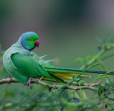 Rose ringed parakeet - Bird photography and sightings during Tiger safaris in India