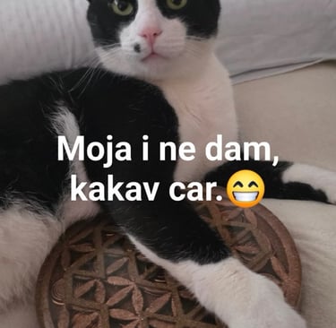 Jedan zaista poseban mačor, uvek je u svadji sa ostalim članovima porodice oko uredjaja. Presladak.