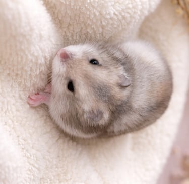 Close-up of a gray and white dwarf hamster sitting on a plush cream blanket with a soft blurred back
