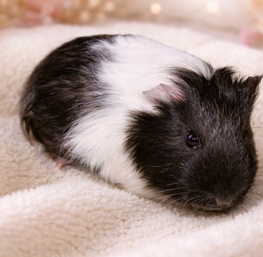 hnedobiele morské prasa na béžovej deke