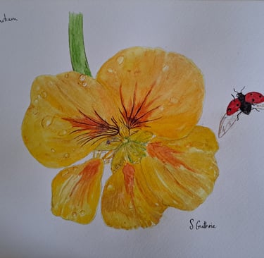 Nasturtium with water droplets and ladybird in watercolour