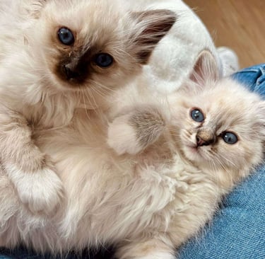 Sacré de Birmanie - chatons