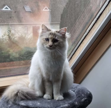 Yuki - Sacré de Birmanie Blue Tortie Tabby Point