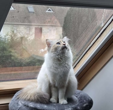Yuki - Femelle Blue Tortie Tabby point Sacré de Birmanie
