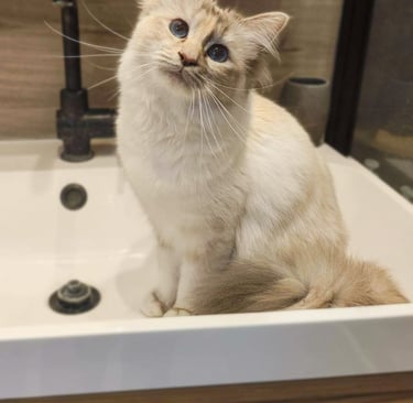 Yuki - Sacré de Birmanie - Blue Tortie Tabby Point