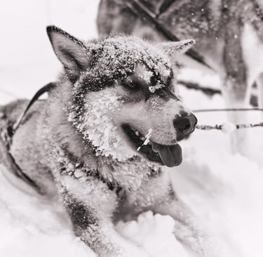 Sled dog covered in snow resting after dog sledding. By G. Chesters