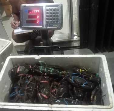 Live Mud Crab Small (200–300g)