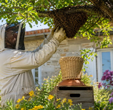 abeilles
