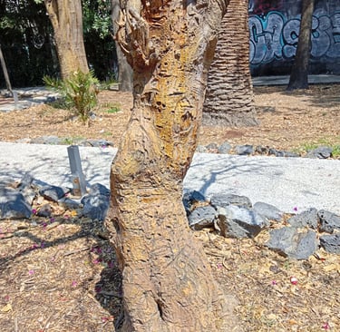 El colorín mágico de