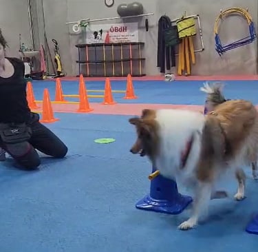 A dog trainer guides a Sheltie through an indoor agility obstacle course with blue cones and orange hurdles.