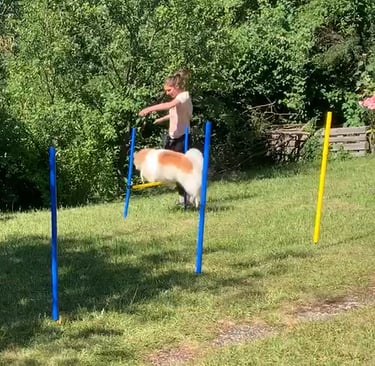Agility mit Beau im Garten 