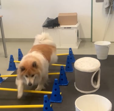 Elo dog jumping and training with cavaletti