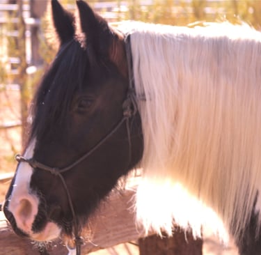 beautiful horse, subject of relational ethics challenge