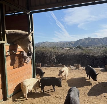 horse and pigs peacefully in barnyard