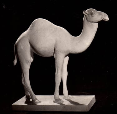 Armand Petersen - Jeune Dromadaire