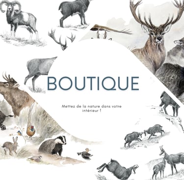 Présentation d'éditions limitées Fine Art, représentant la boutique du site.