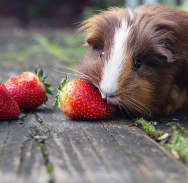 guinea pig strawberries