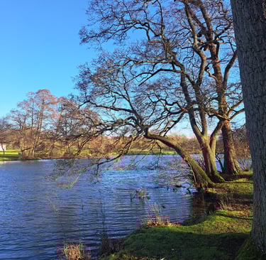 a tree next to a lake  and a bench in the background