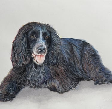 Watercolour of a black spaniel dog lying down