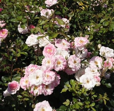 Clusters of light pink and white roses blooming in a lush garden bush with green leaves.