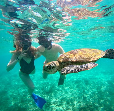 turtle snorkeling mirissa