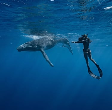 whale snorkeling mirissa
