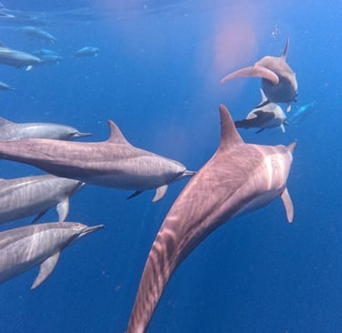 whale snorkeling mirissa