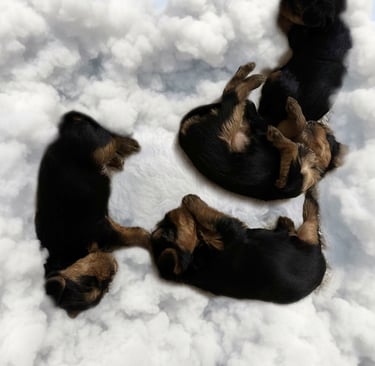 a group of puppies are laying on a cloud