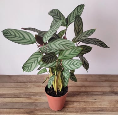 Maranta