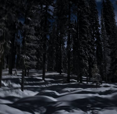 A snowy forest lit by full moonlight at night.