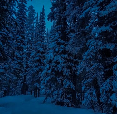 Snow-covered pine and spruce trees in a dense winter forest under a dark blue twilight sky.