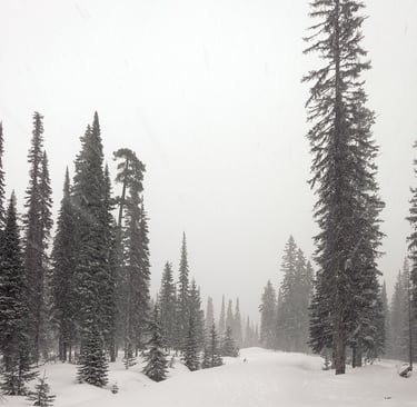 Snowy forest landscape with tall pine trees during heavy snowfall.