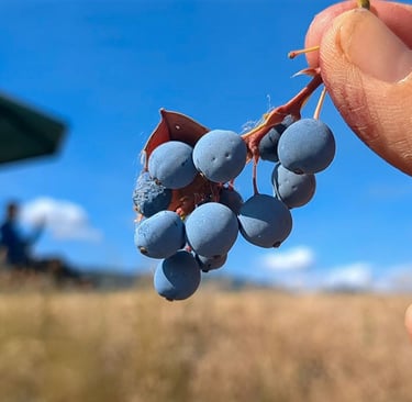 Hand holding a small cluster of ripe Oregon grape berries against a blue sky.