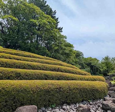 Layered hedges and peaceful Japanese garden in Shizuoka, Japan.