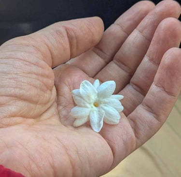 White jasmine flower resting in the palm of a hand.