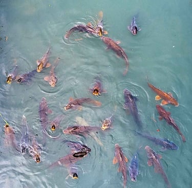 Koi fish swimming near the surface of a pond in a Japanese garden.